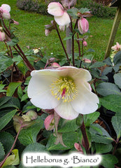 Helleborus g. 'Ice n' Roses Bianco'