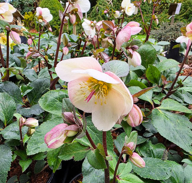 Helleborus Ice n' Roses