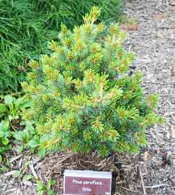 Pinus parviflora Billie