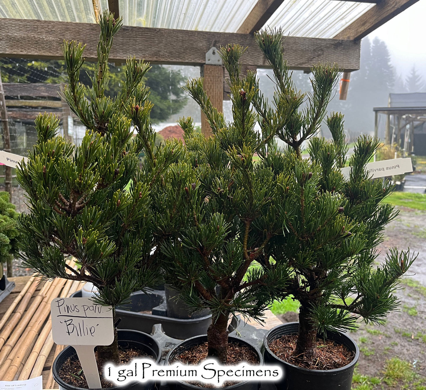 Pinus parviflora Billie