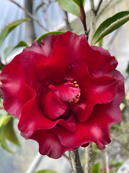 Camellia japonica 'Black Magic'