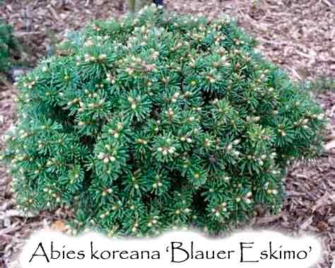 Blauer Eskimo