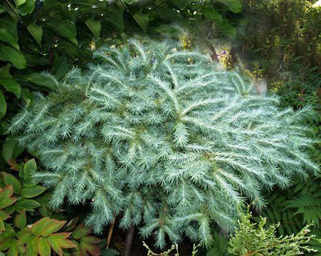 Larix kaempferi 'Blue Ball'