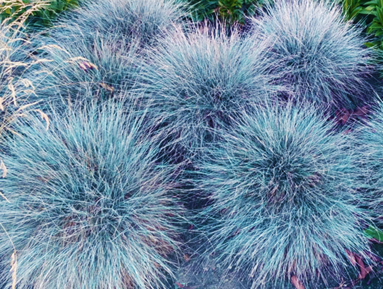 Blue Decorative Grasses Festuca Intense Blue Grass (3 Plants)