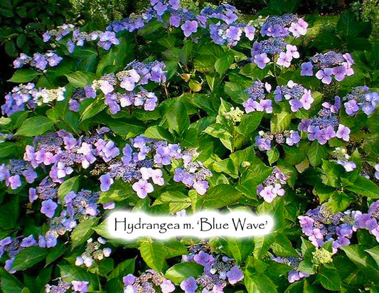 Hydrangea macrophylla 'Blue Wave'