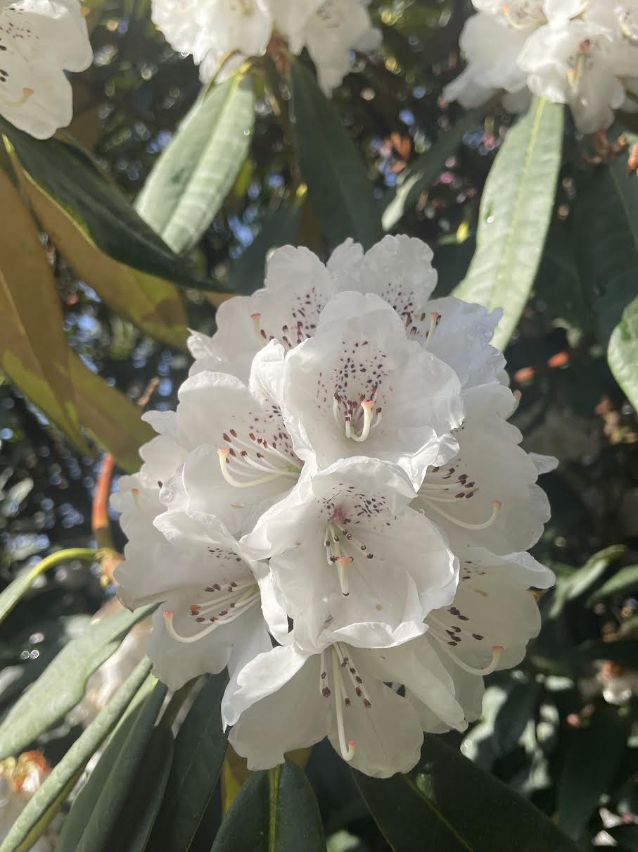 R. 'Boddaertianum'