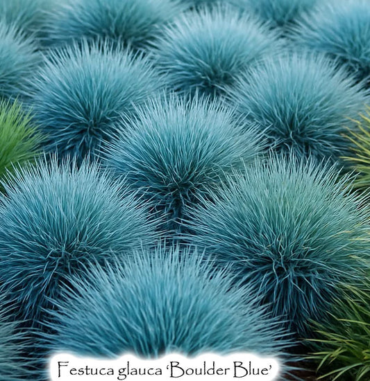 Festuca glauca 'Boulder Blue'
