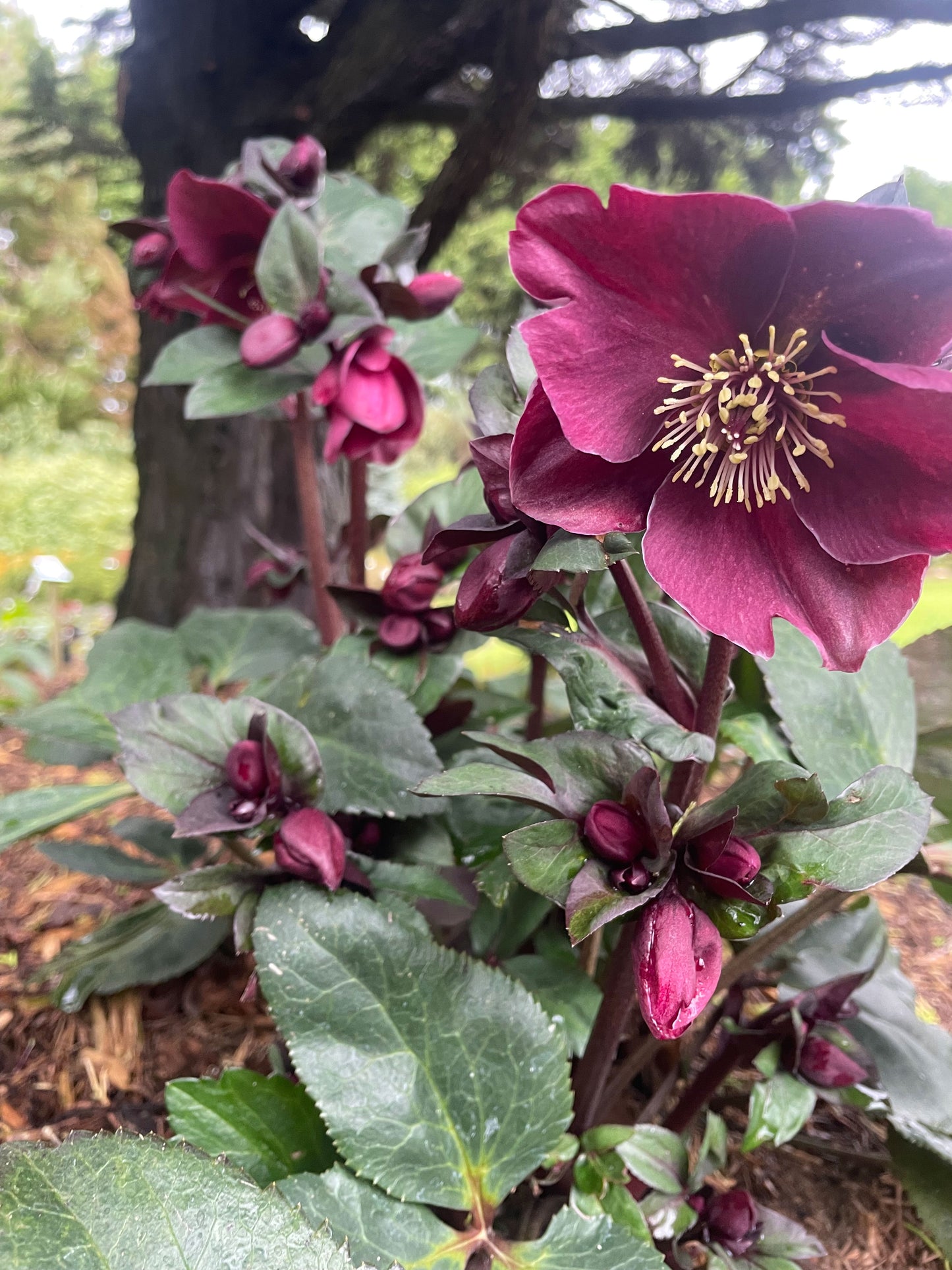 Helleborus 'Ice-n-Roses Brunello'