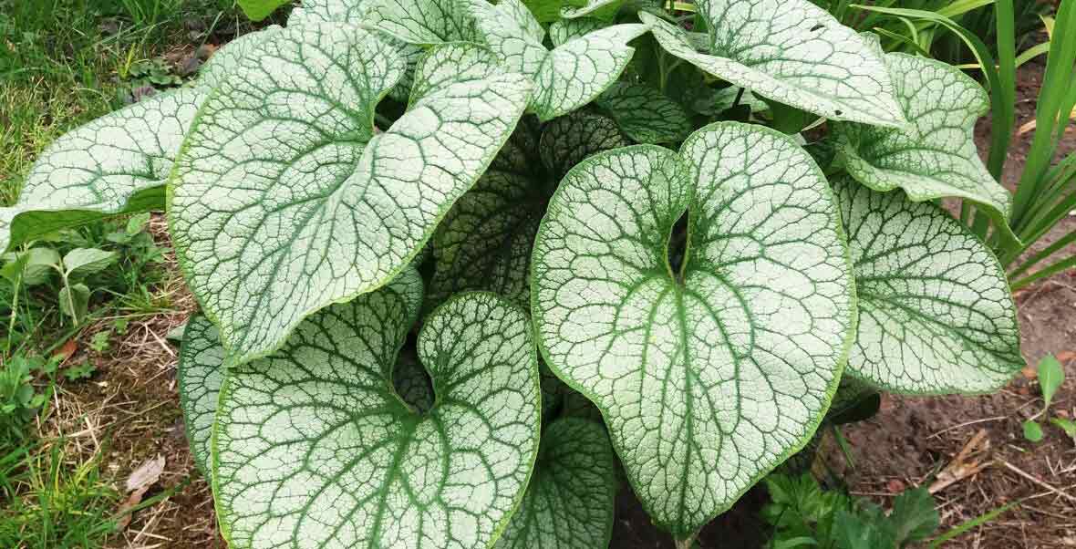 Brunnera macrophylla 'Alexander's Great'