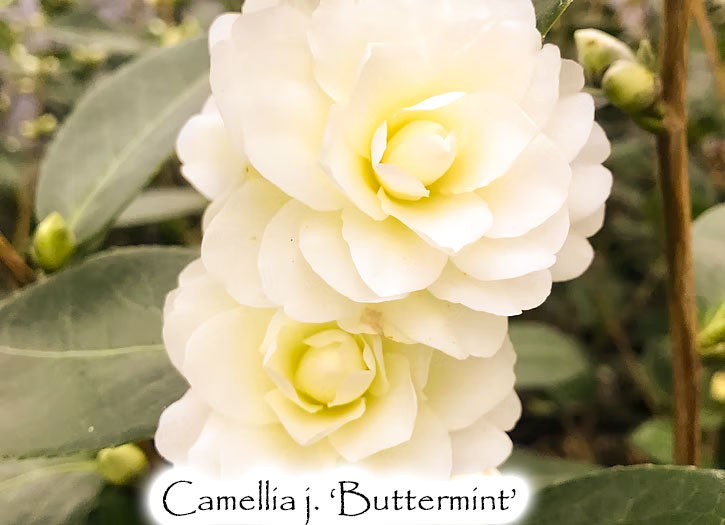 Camellia x 'Buttermint'