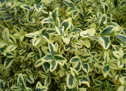 Buxus sempervirens 'Aurea-Variegata'