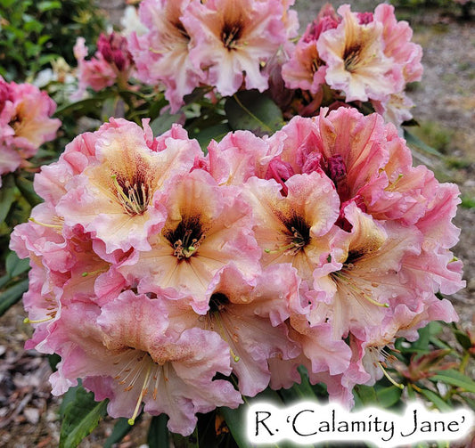 R. 'Calamity Jane'