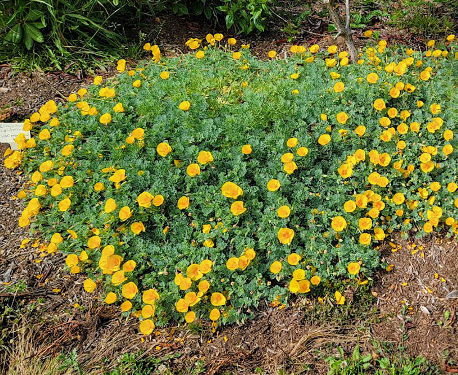 California Poppy 'Golden West' - Eschscholzia californica