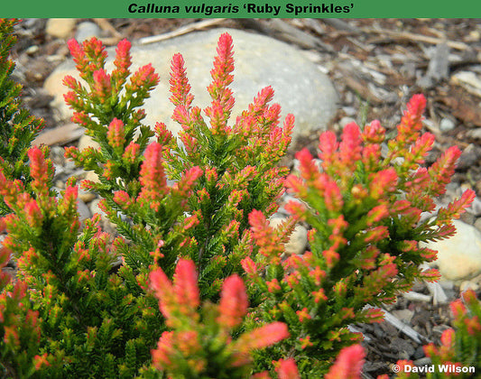 Calluna vulgaris 'Ruby Sprinkles'