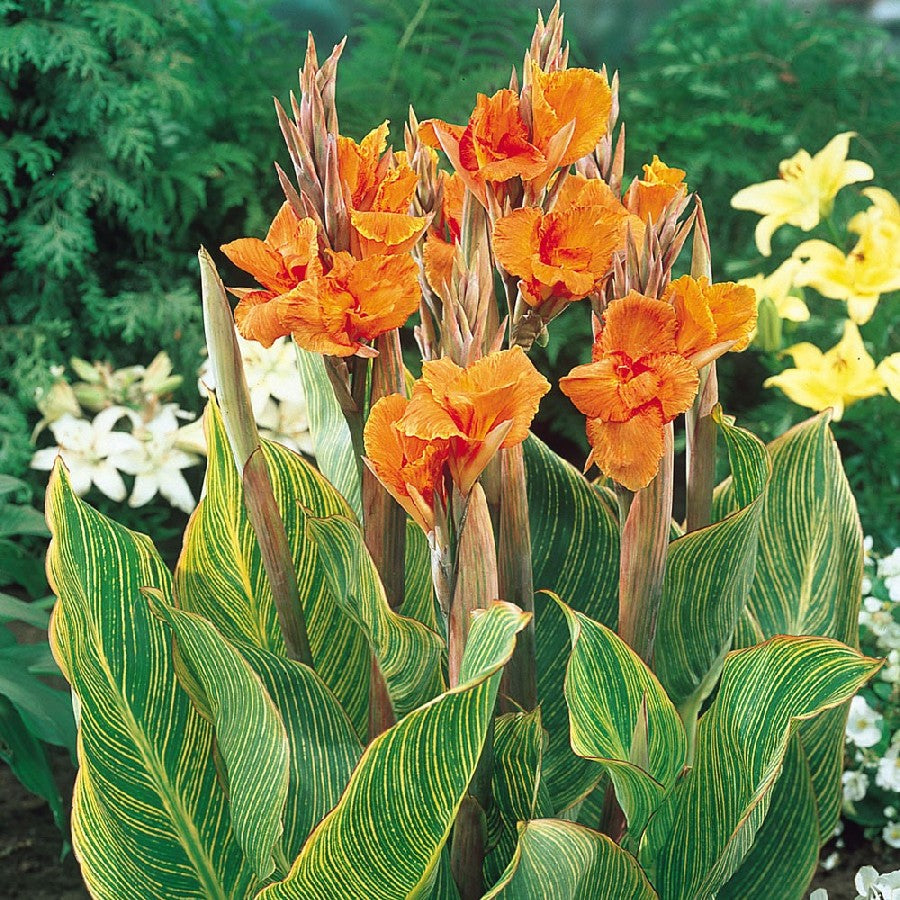 'Pretoria' Variegated Orange Flowering Canna Lily