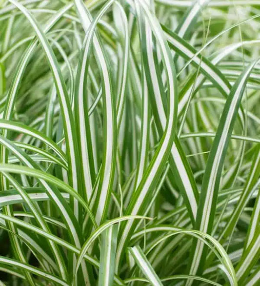 Carex oshimensis 'Everlite'