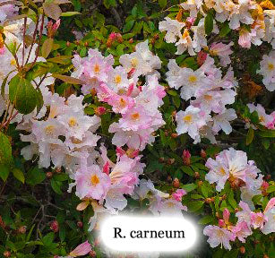 R. carneum