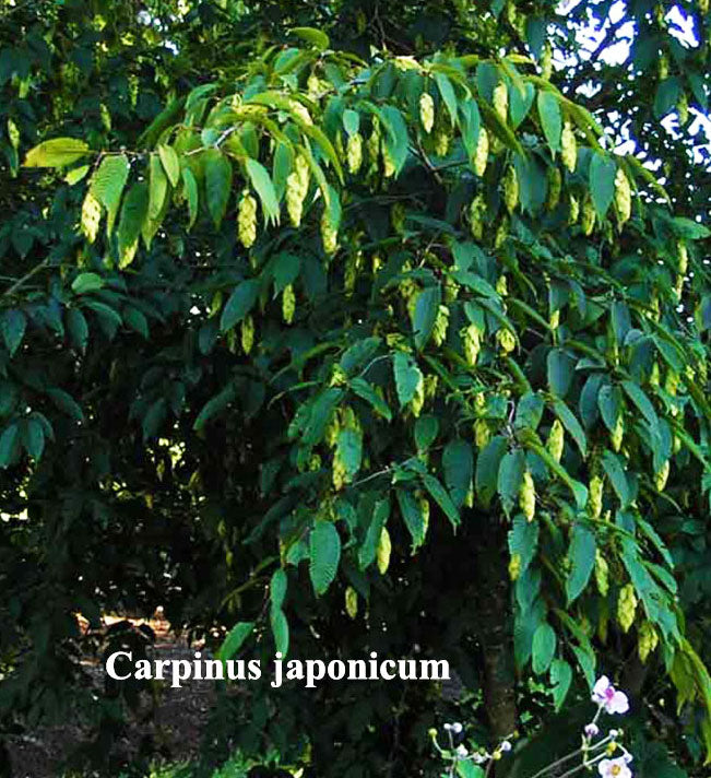 Japanese Hornbeam
