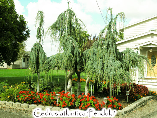 Cedrus atlantica 'Pendula'