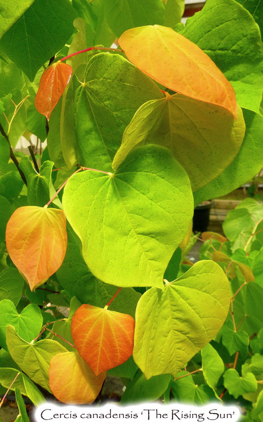 Cercis canadensis 'The Rising Sun'