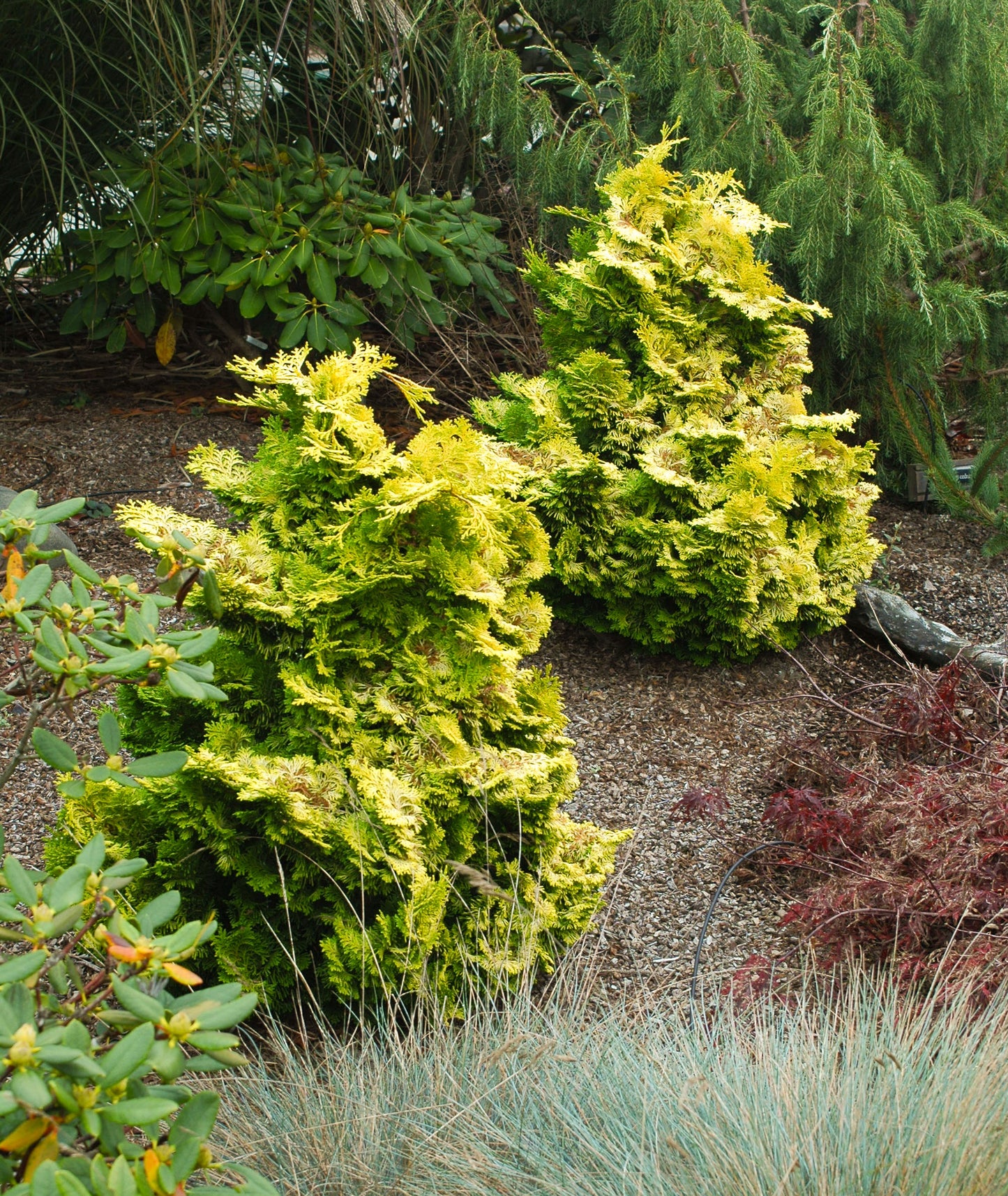 Nana Lutea