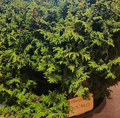 Chamaecyparis pisifera 'Piccolo'