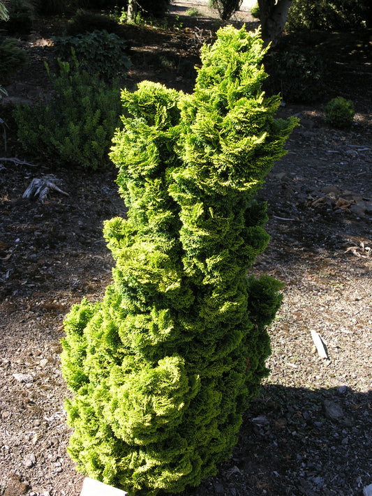 Chamaecyparis obtusa 'Aurora'