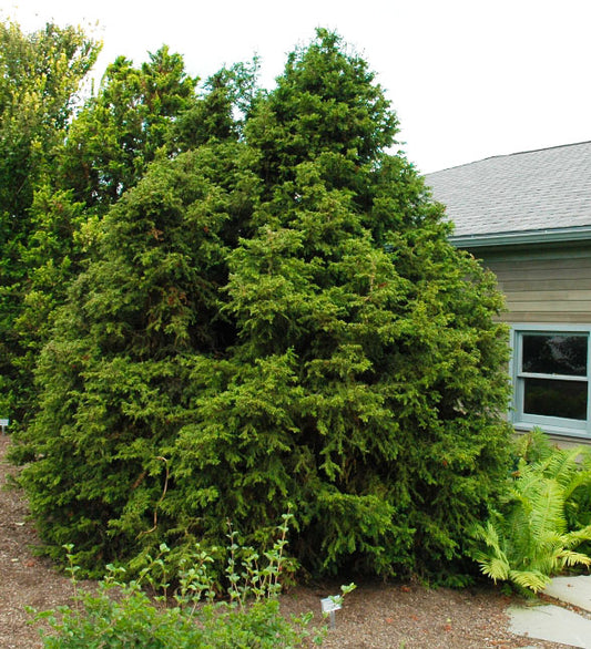 Chamaecyparis obtusa 'Torulosa'