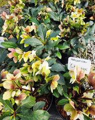 Helleborus HGC 'Champion'