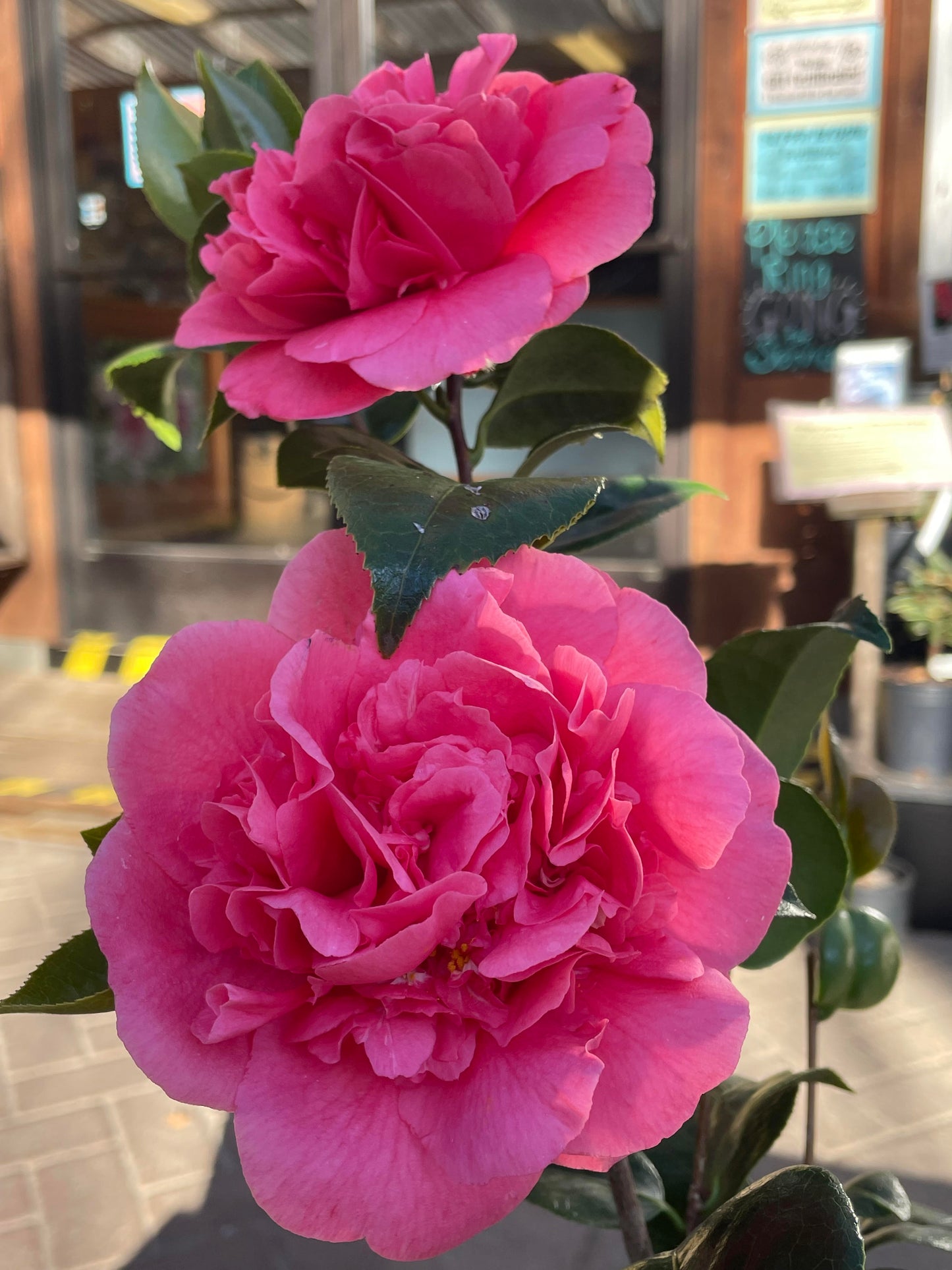 Camellia japonica 'Chandelier Elegans'