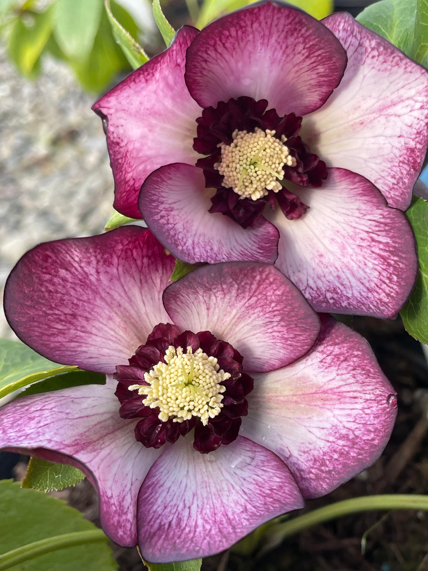 Helleborus x 'Cherry Blossom'