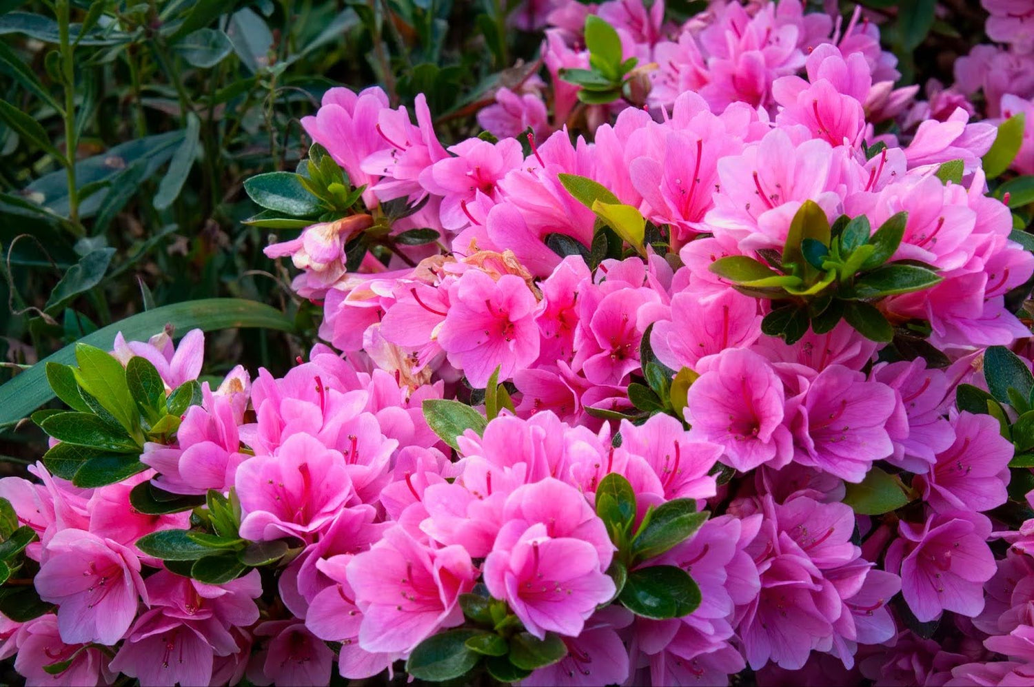 Choose the Right Dwarf Azaleas for Your Garden