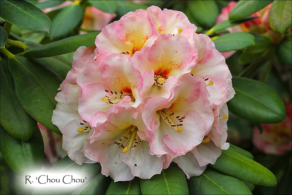 R. 'Chou Chou'