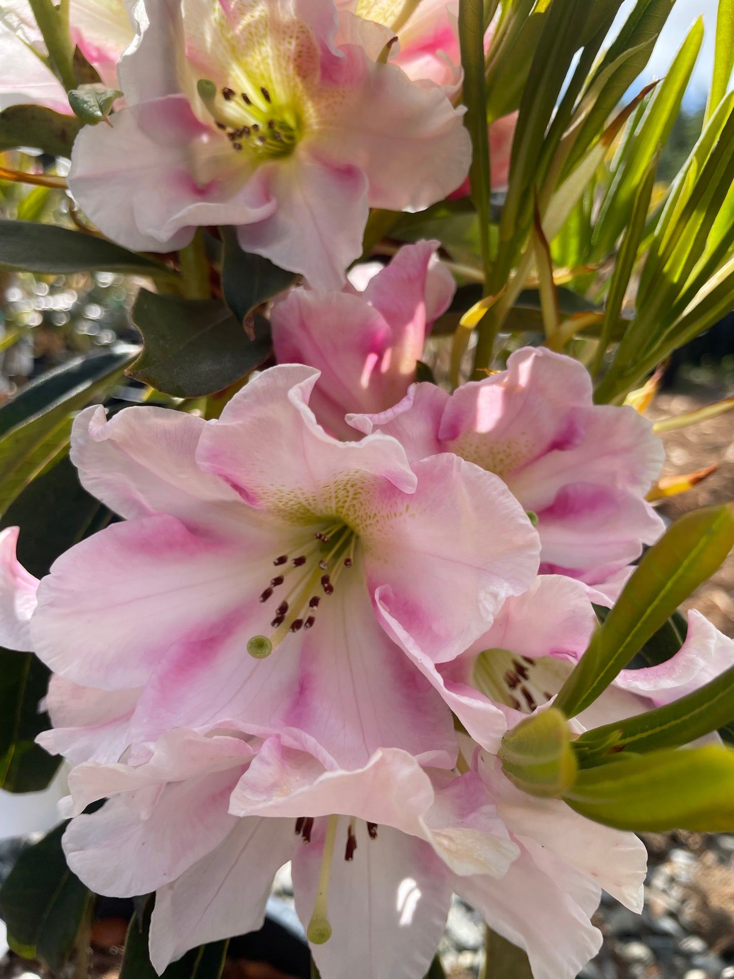 R. 'Christmas Candy'