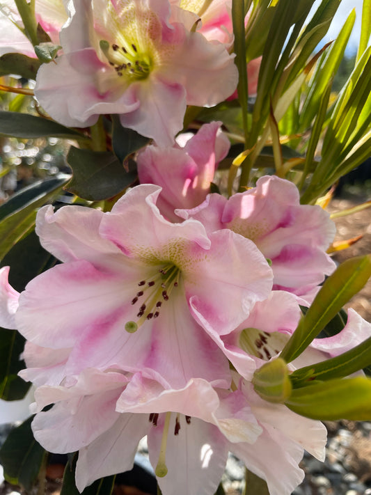 R. 'Christmas Candy'