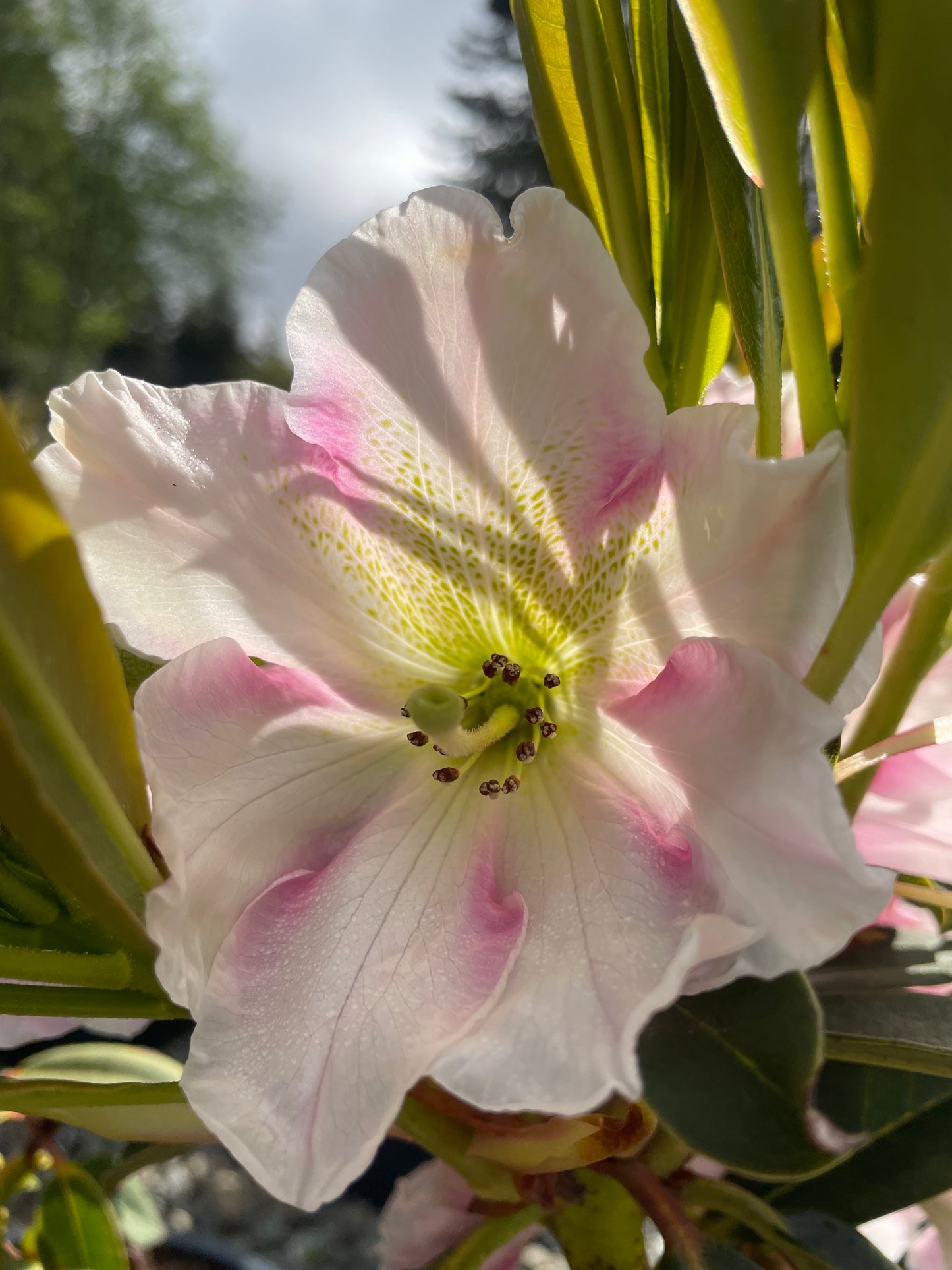 R. 'Christmas Candy'