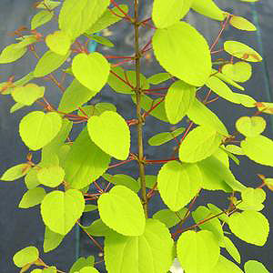 Cercidiphyllum japonica 'Claim Jumper'