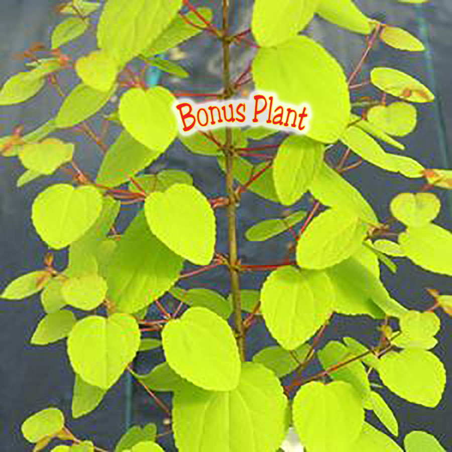 Cercidiphyllum japonica 'Claim Jumper'