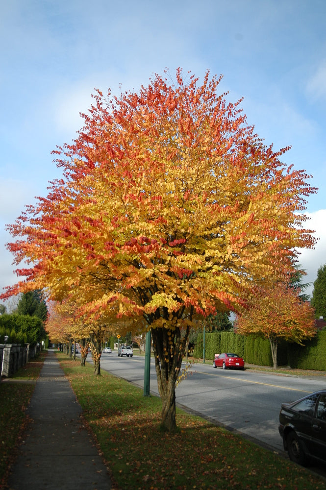 Cercidiphyllum japonica 'Claim Jumper'