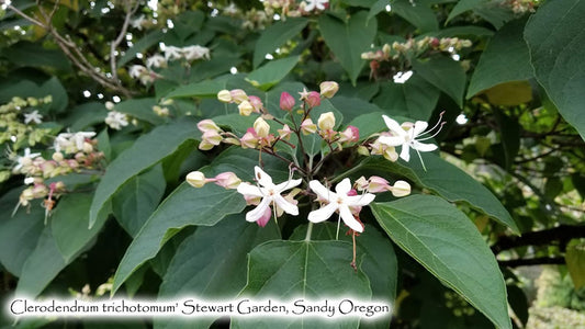 Clerodendron trichotomum - Harlequin Glorybower