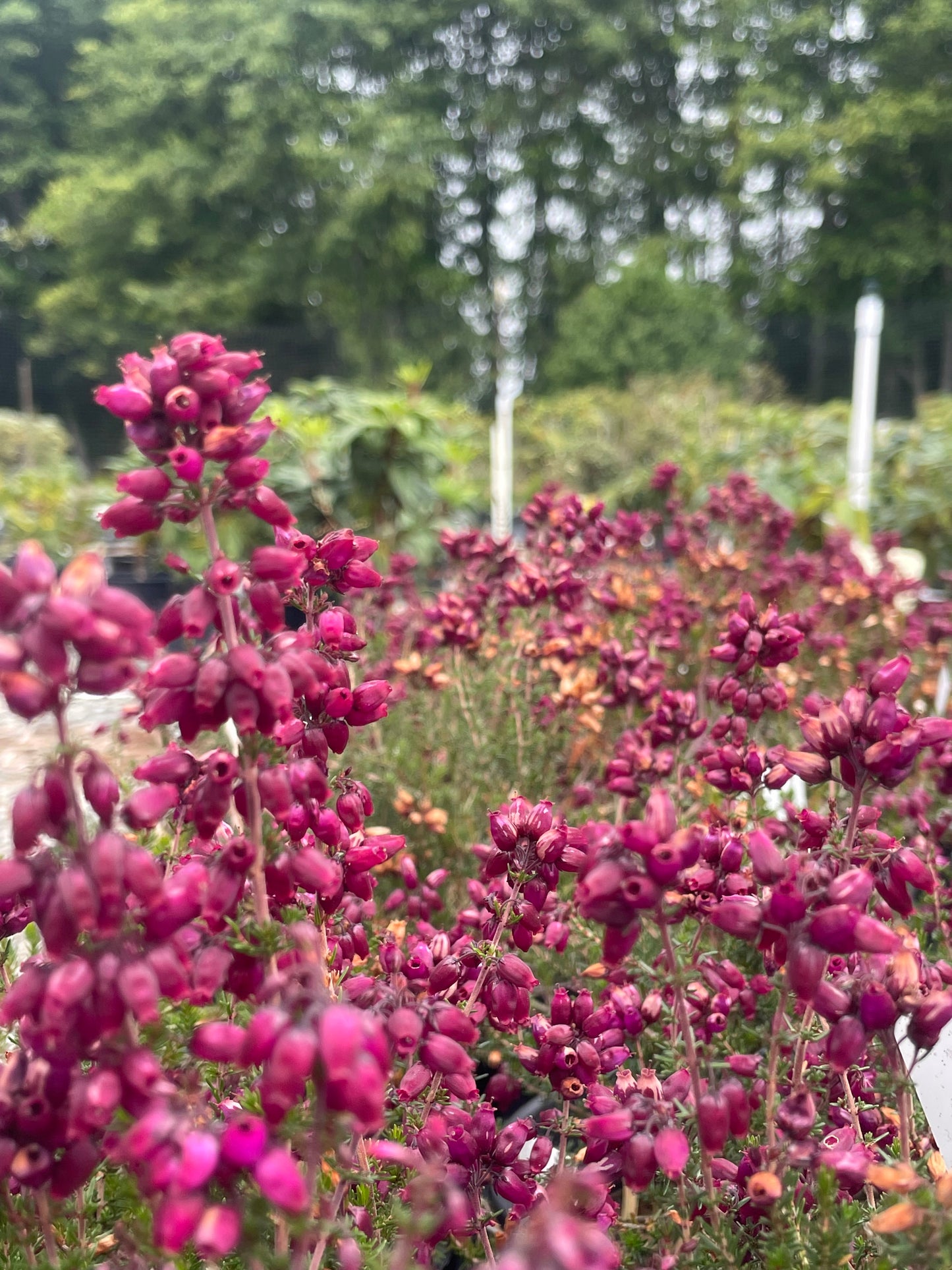 Erica cinerea 'Contrast'