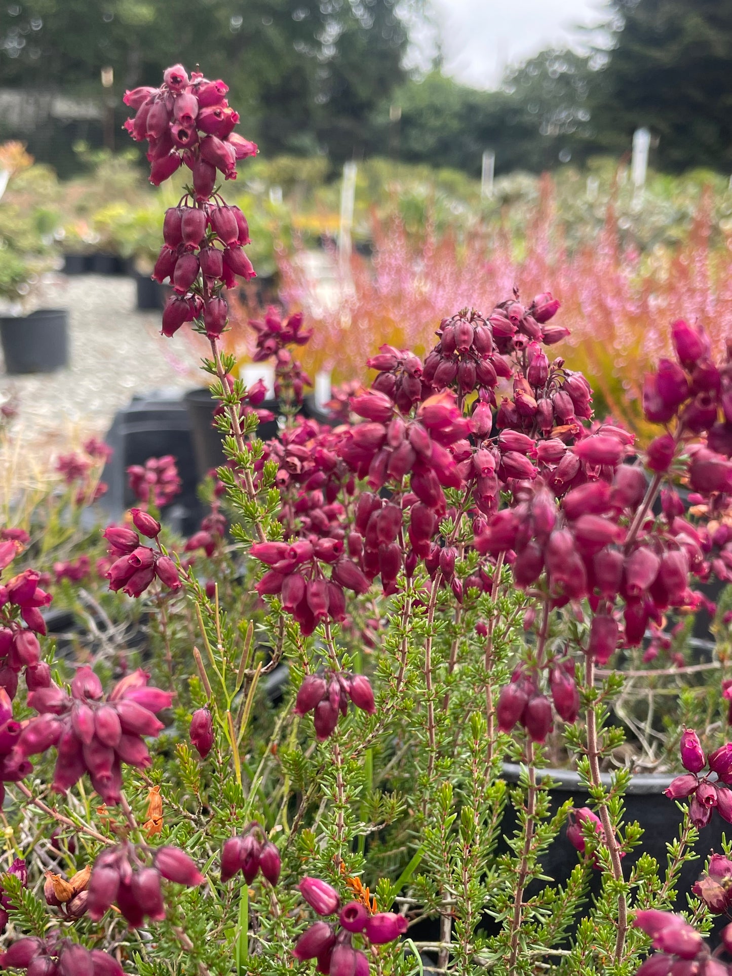 Erica cinerea 'Contrast'