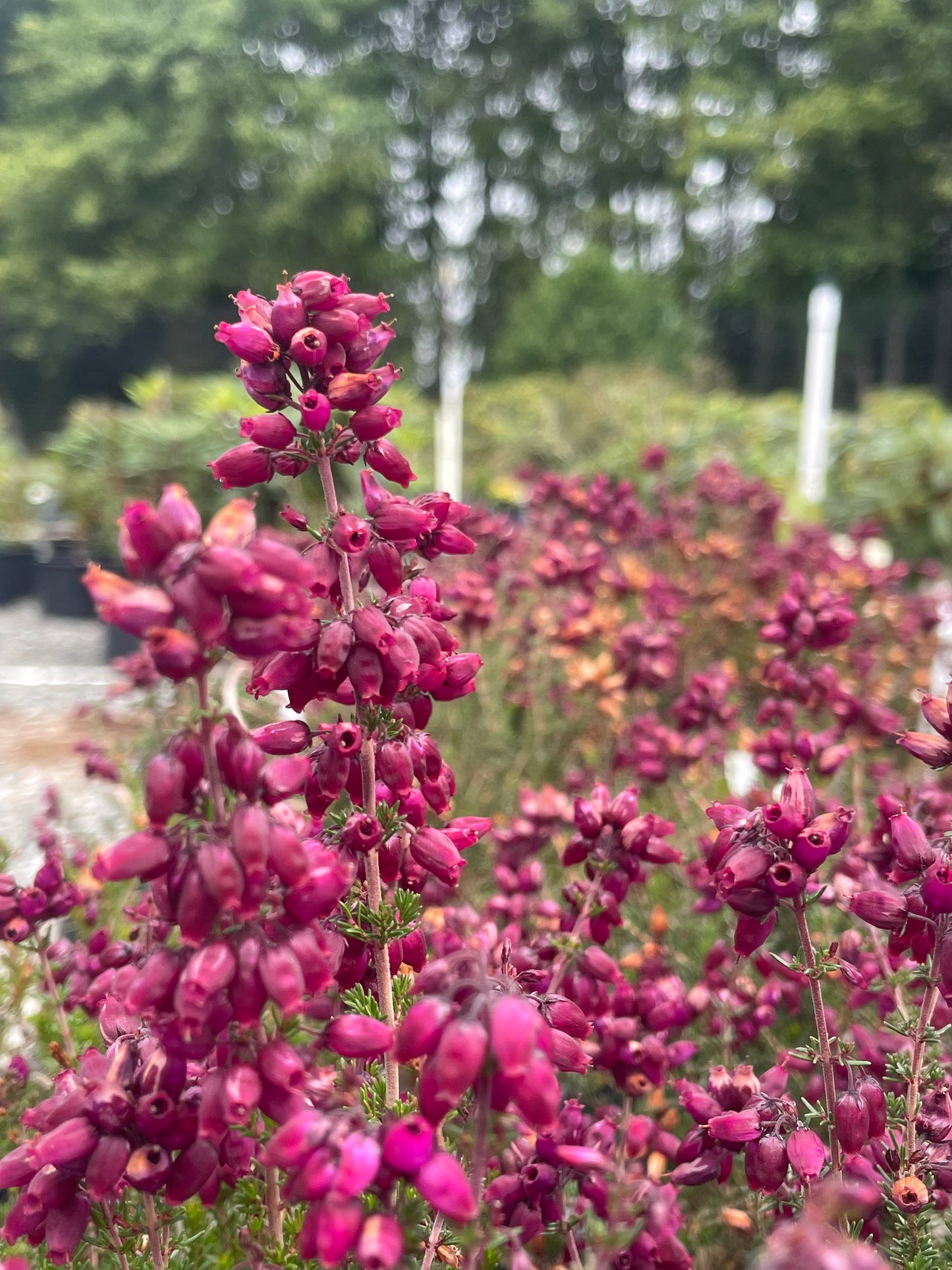 Erica cinerea 'Contrast'