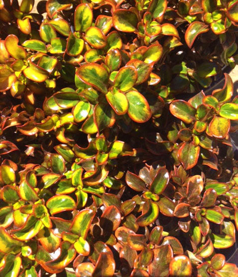 Coprosma 'Tequila Sunrise'