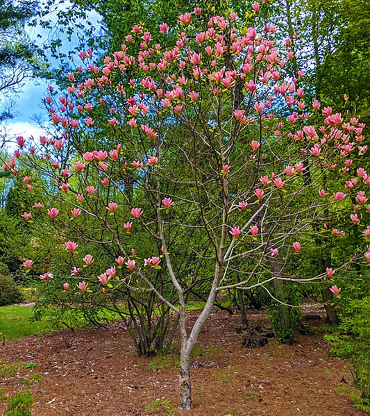 Magnolia x 'Coral Lake'