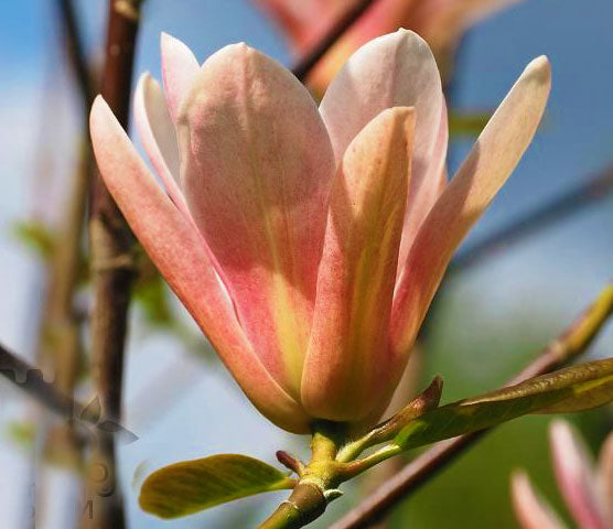 Magnolia x 'Coral Lake'