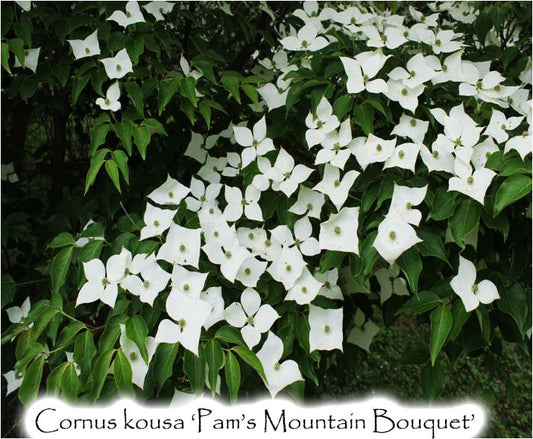 Cornus kousa 'Pam's Mountain Bouquet'