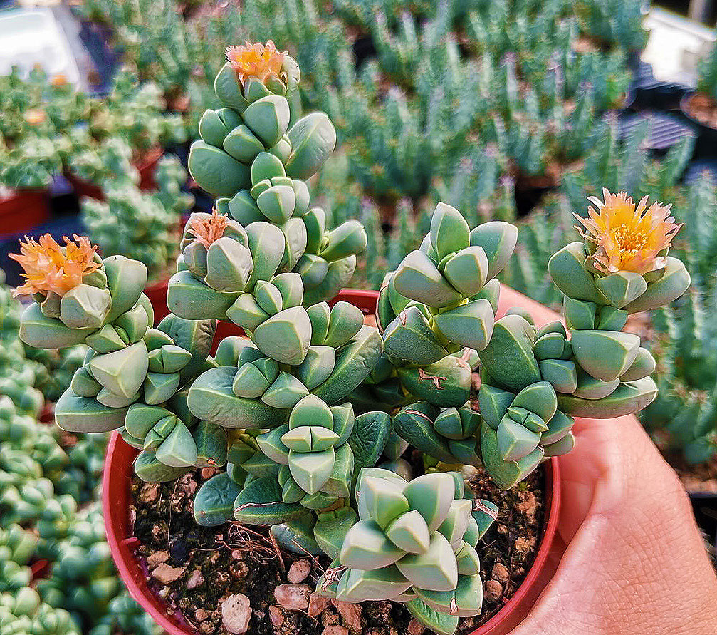 Corpuscularia lehmannii - Outer Space plant