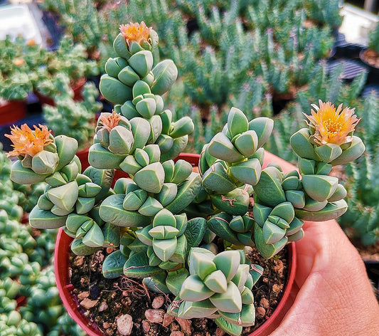 Corpuscularia lehmannii - Outer Space plant