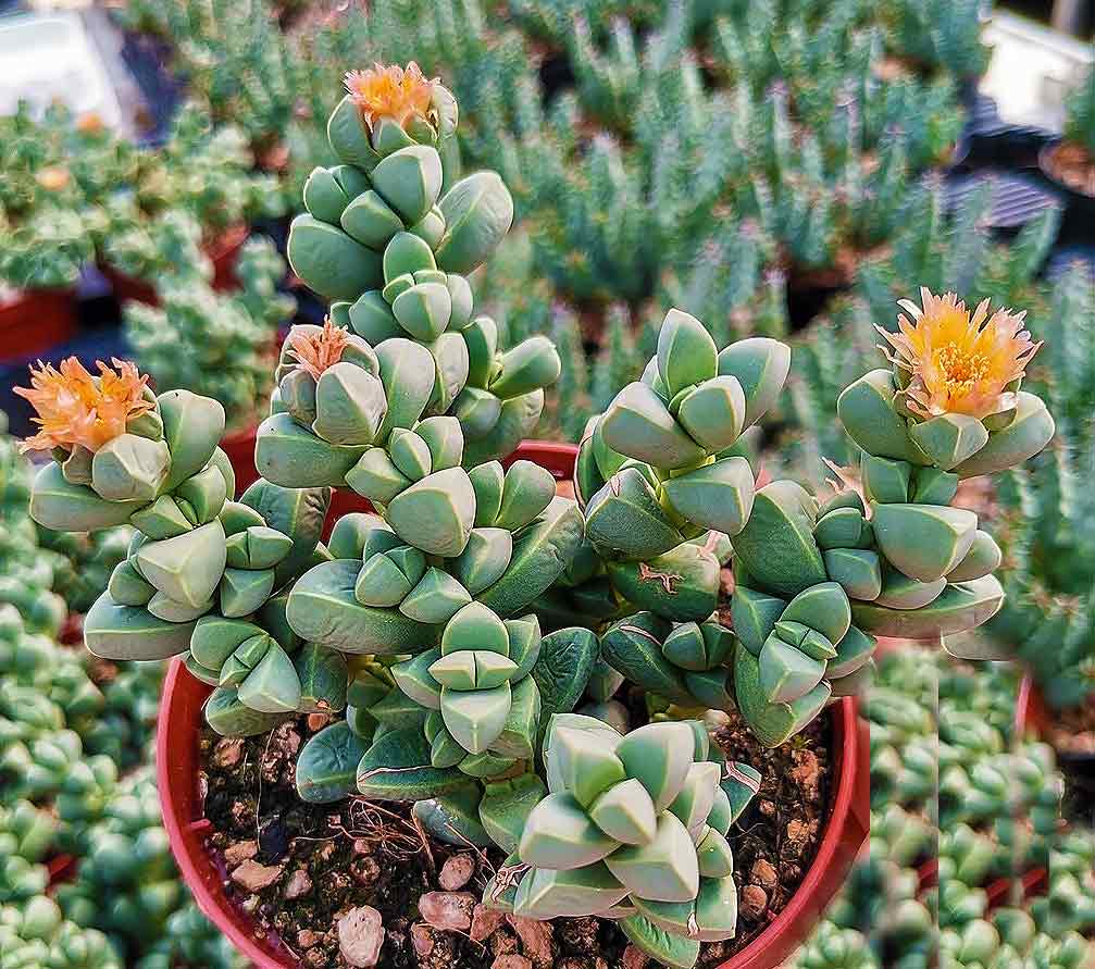 Corpuscularia lehmannii - Outer Space plant